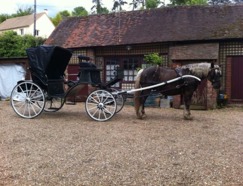 Le cheval d’hier à aujourd’hui